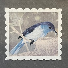 In winter all the singing is in the tops of the trees