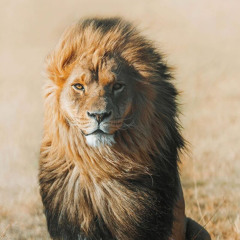 Afro Mashup! | Caro Corona Chronicles