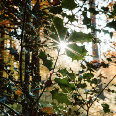 Sunriser Retrograde