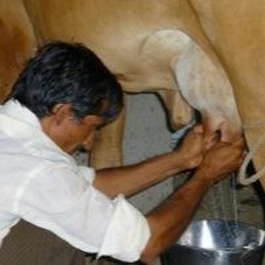 दुधारू पशुओं के प्रजनन और दूध उत्पादन के लिए खनिज तत्व की पशु आहार में उपयोगी जानकारी