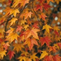 Noise - Falling Leaves