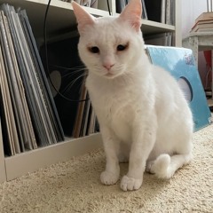 august 2025 dub mix with roberto figus