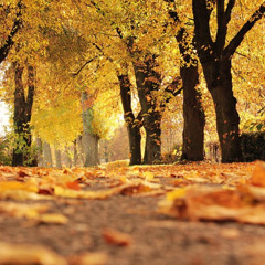 Jaunt through colors of Autumn