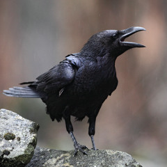 As the Crow Flies