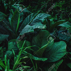 Ritorno vegetazione