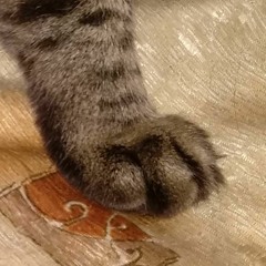 Soft Paws