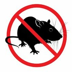 ##rat trap (p.dxnieldior x nolandavinci)