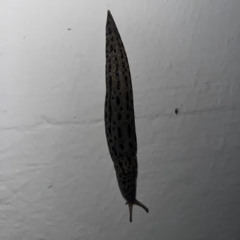 BLANK (with WAKEUPSAMSUNG)