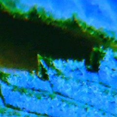 Frozenintheechochamber