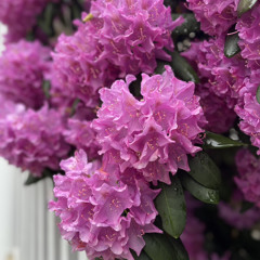 Dear Rhododendron
