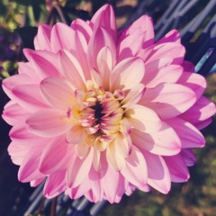 "𝓘𝓶 𝓦𝓪𝓵𝓭  𝓪𝓾𝓯 𝓦𝓮𝓰𝓼𝓾𝓬𝓱𝓮" 🕉 ❶