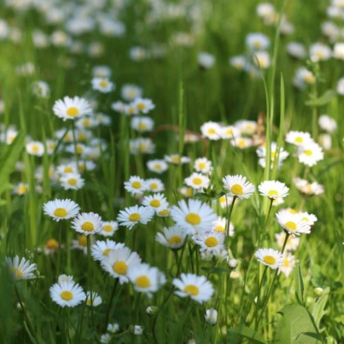 Ambient Percussive background music for video (FREE DOWNLOAD)