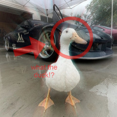 what the duck!? (500 FOLLOWER SPECIAL)
