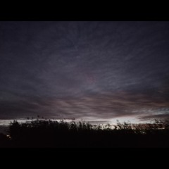 2022.04.03 Australian Shelducks Flying Overhead Before Dawn. Tolderol Game Reserve. Autumn