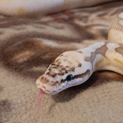 yakoosh 2