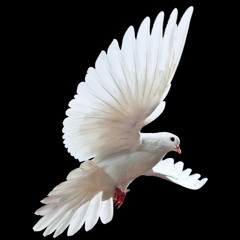 UNDER THE SHADOW OF MY WINGS