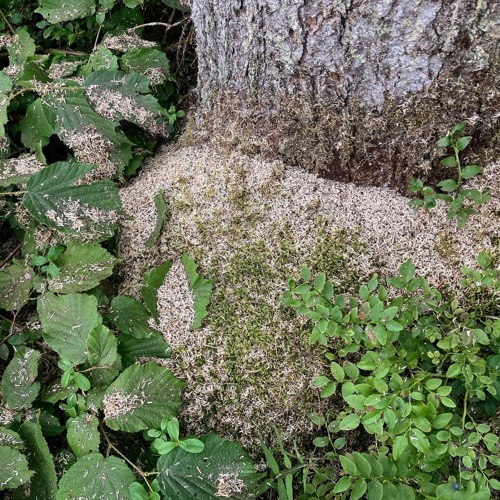 Longhorn Beetle larvae chorusing