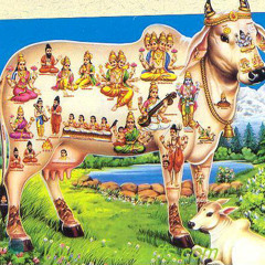 Hindu Cow Set Conal Mullarkey Geoff Kinsella Robbie Walsh