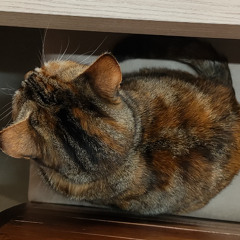 i saw water - tigers jaw cover