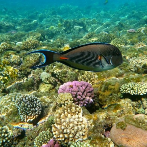 Baracuda background mode DOWNLOAD