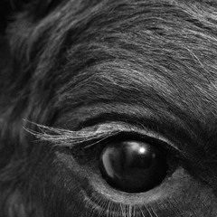 Ten Bull