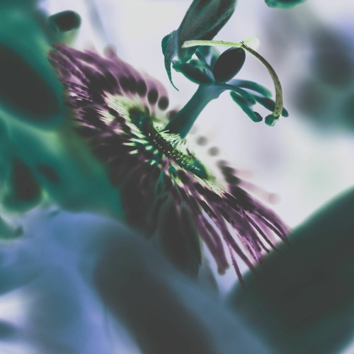 TLW Podcast 033 - MLT