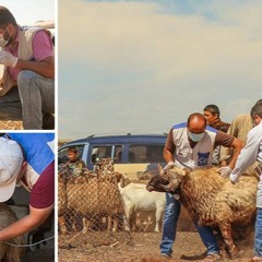 ما هي متطلبات دعم الثروة الحيوانية للنهوض بها في الشمال السوري؟ 20 - 03 - 2023
