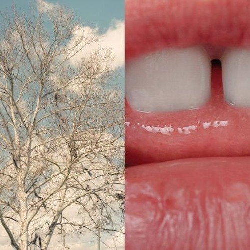 bittorrent (p. zivo)
