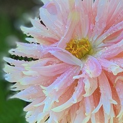 "Your Word is Your Wand" Audiobook Narration - Florence Scovel Shinn