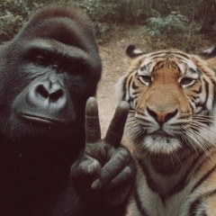 Damas - Elevate O_PL Freestyle11/25