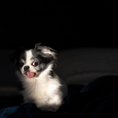 nonopi (come sit with me)