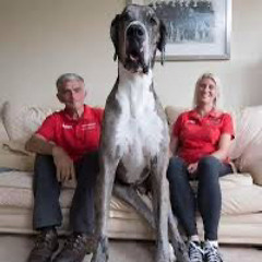 great dane @300 @3c prod me