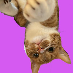 All Cats Are Beautiful @ Grinsekatzen Saisonabschluss (03.10.25)