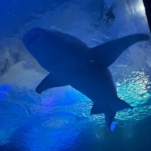 I hate escalators DEMO