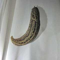 Flat Black - True Widow