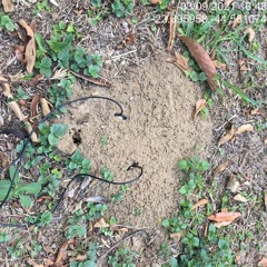 Ants swarming