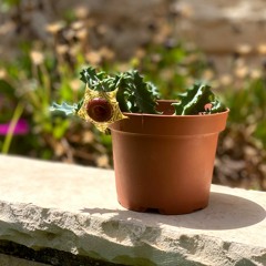 חן לוי - צבעים