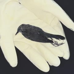 Here We Are Again (w/ The Exit)