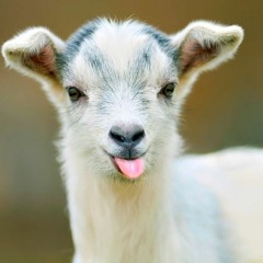 Gabber goat