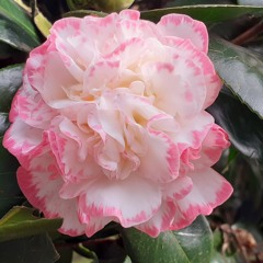 Torus Technique for Meditation and Deep Inner Connection