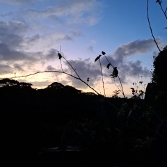 Deep da Floresta - JUL/24