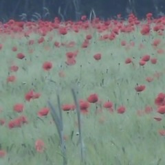 Flying Kites In The Afternoon