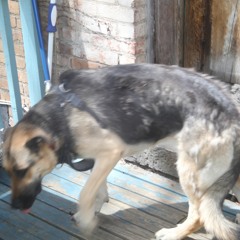 Brother Kwesi - Loma