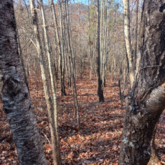 Froggy Went a Courtin'