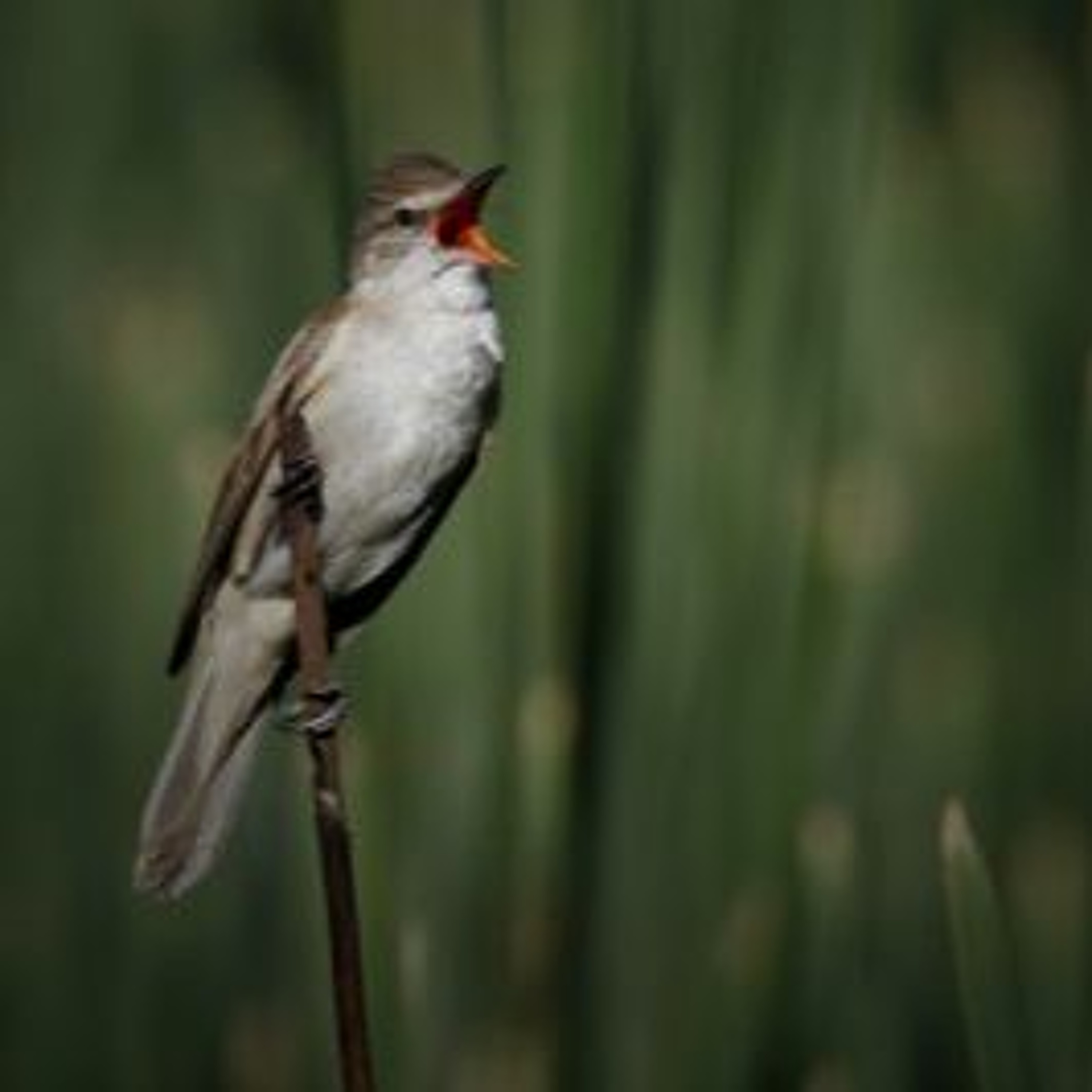 DautresOndes#21 Marc Nambard Naturalist Song