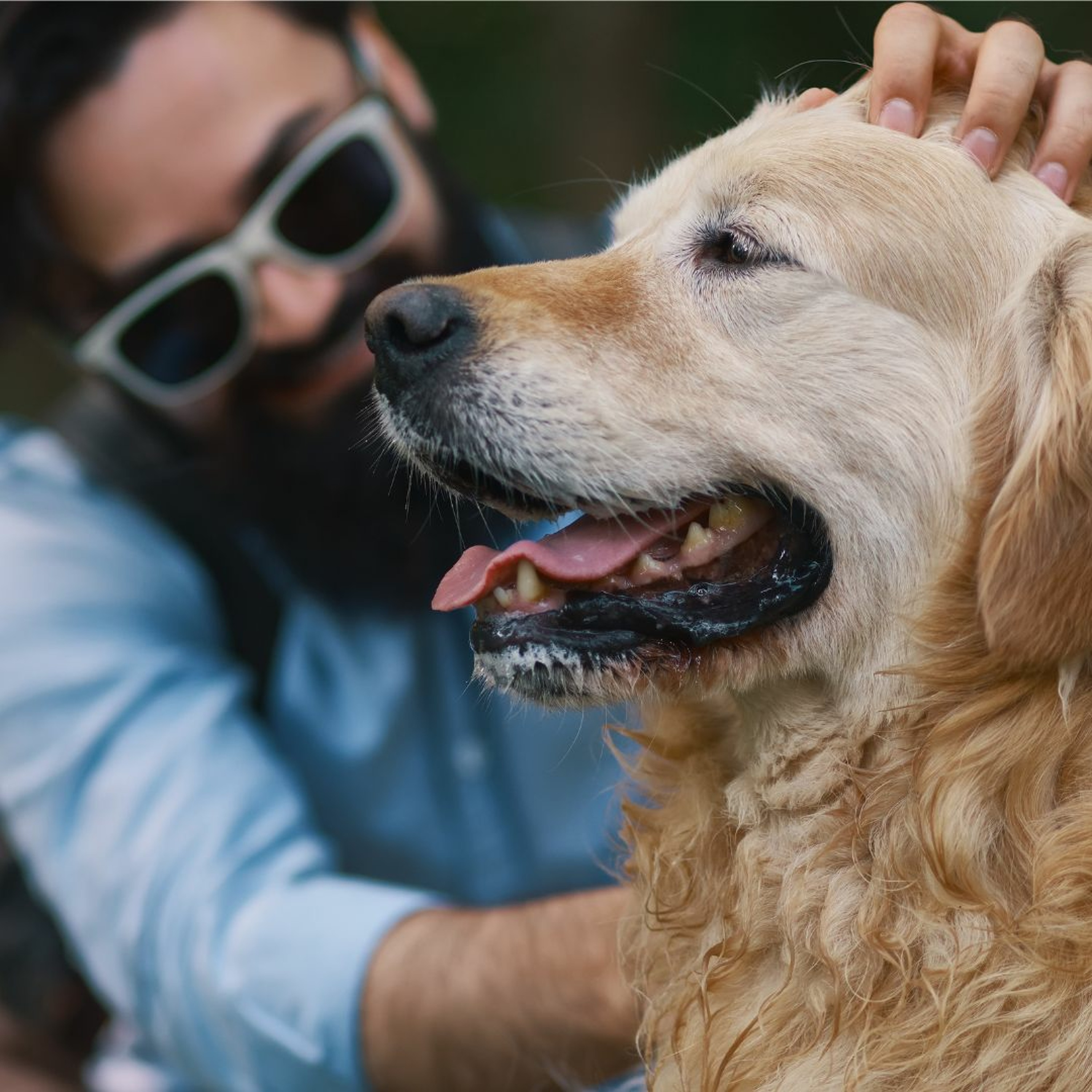 A New Treatment Option: Moving Dogs from Lagging Behind to Leading the Walk