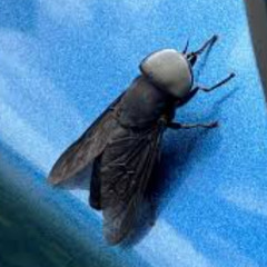 just a fly on the wall