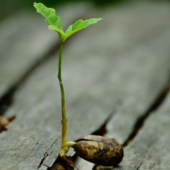 97- SAVOIR VIVRE Méditer Pour Se Sentir Pleinement Vivant 20 Min.MP3