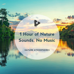 Stress Flies Away with Bird Songs