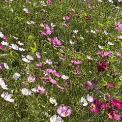 花海飛呀飛（桃園花彩節主題曲）.mp3